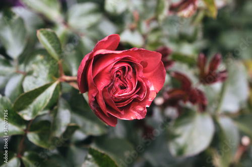 red rose in garden