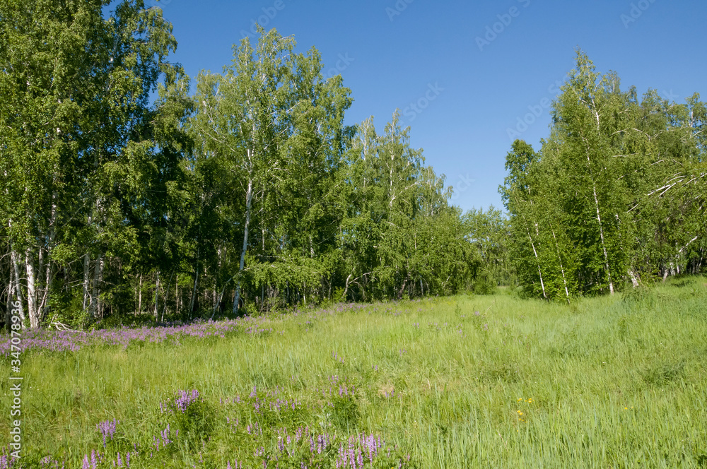 Meadow violet and purple flowers polka dots in the summer field. Green background. Nature landscape Meadow violet and purple flowers polka dots in the summer field. Green background. Nature landscape