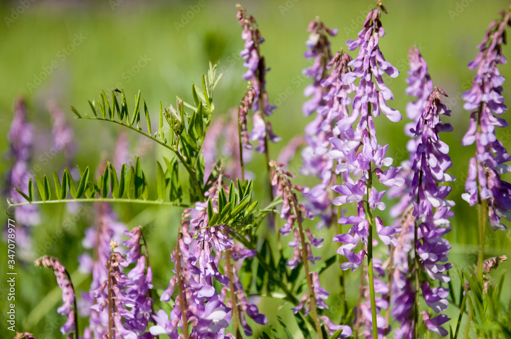 Obraz premium Meadow violet and purple flowers polka dots in the summer field. Green background. Nature landscape