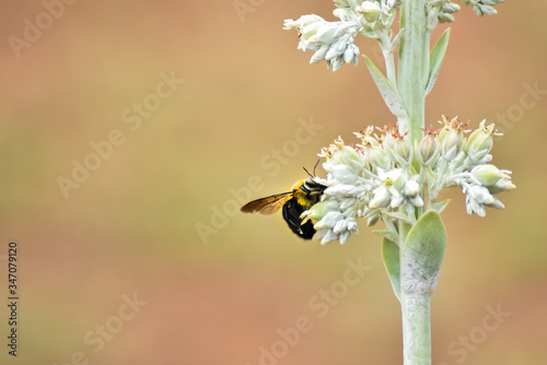 Bumblebee in flight