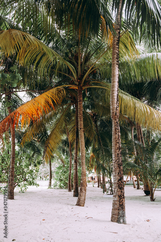 Coconut palm trees in a garden.