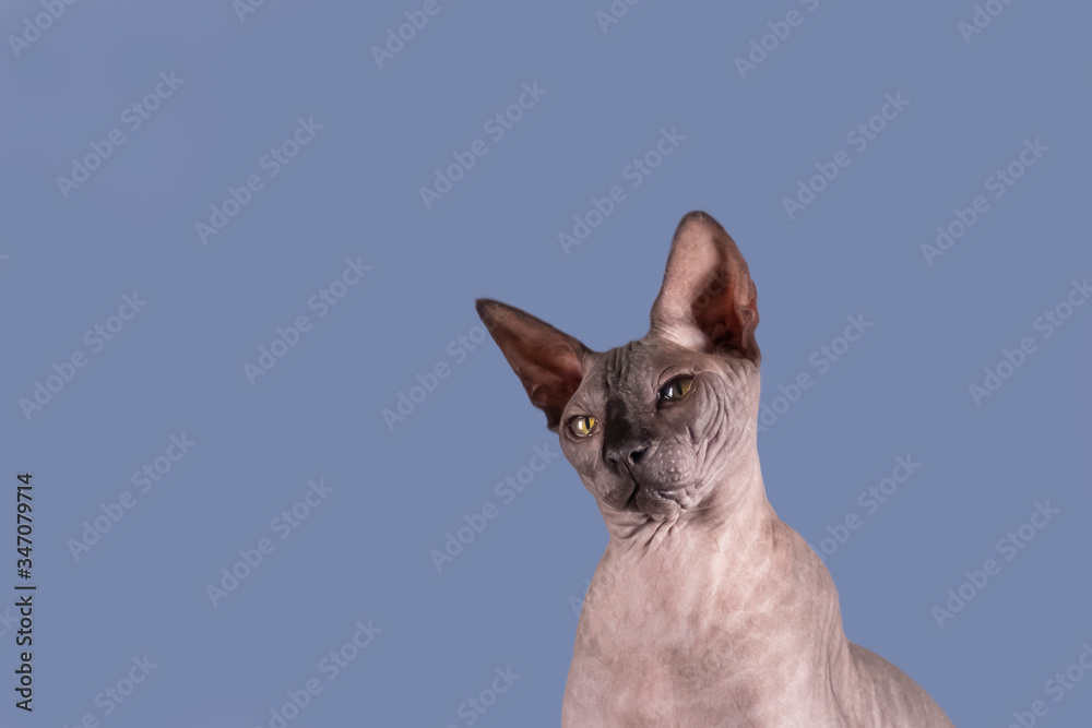 Portrait of a pretty sphinx head indoors, bald cat, on a blue background, with space for copy, focus on eye Portrait of a pretty sphinx head indoors, bald cat, on a blue background, with space for copy, focus on eye