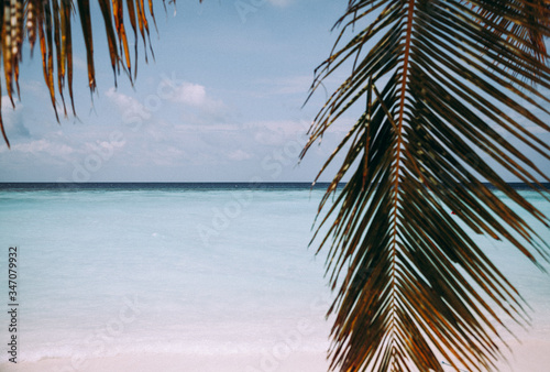 Palm leaf, blue sea and tropical white sand beach