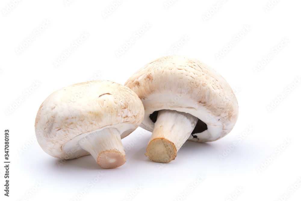 mushrooms on a white isolated background, for your creativity mushrooms on a white isolated background, for your creativity