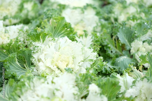 White Cabbage Flower in the Chiang mai garden