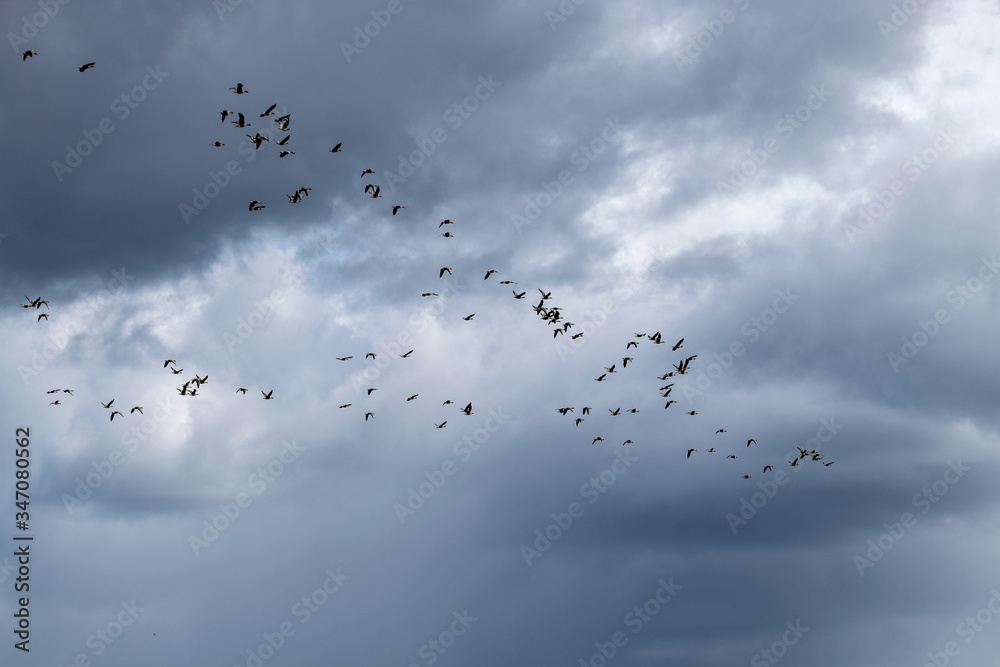 beautiful cumulus clouds in the sky, lots of flying geese beautiful cumulus clouds in the sky, lots of flying geese