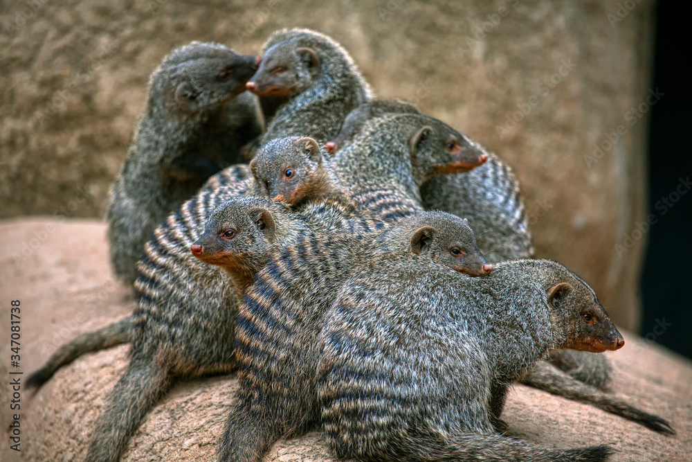 Obraz premium Family of Striped Mongoose Standing Together 
