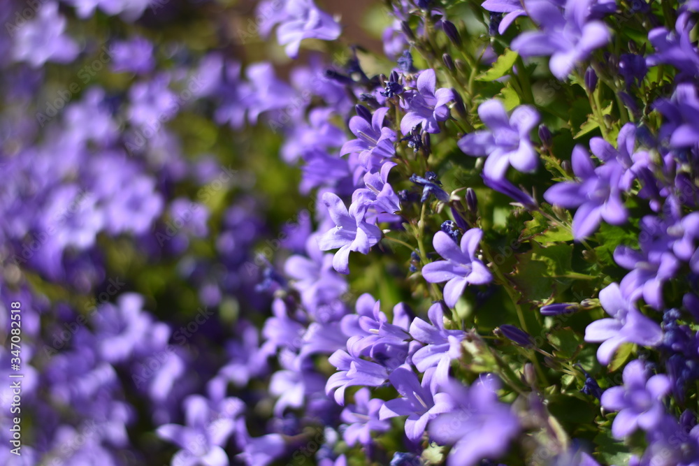 Blühende Dalmatiner Polster-Glockenblume (Campanula portenschlagiana) Blühende Dalmatiner Polster-Glockenblume (Campanula portenschlagiana)