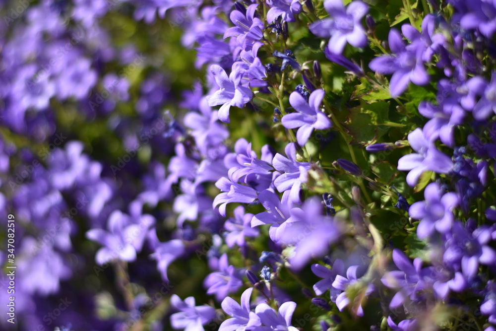 Blühende Dalmatiner Polster-Glockenblume (Campanula portenschlagiana) Blühende Dalmatiner Polster-Glockenblume (Campanula portenschlagiana)