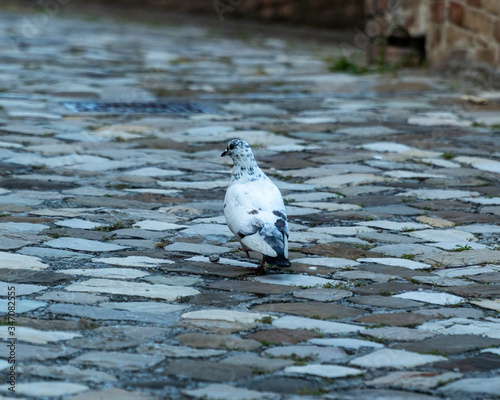 Piccione bianco con macchie nere in una stradina di una città vecchia photo