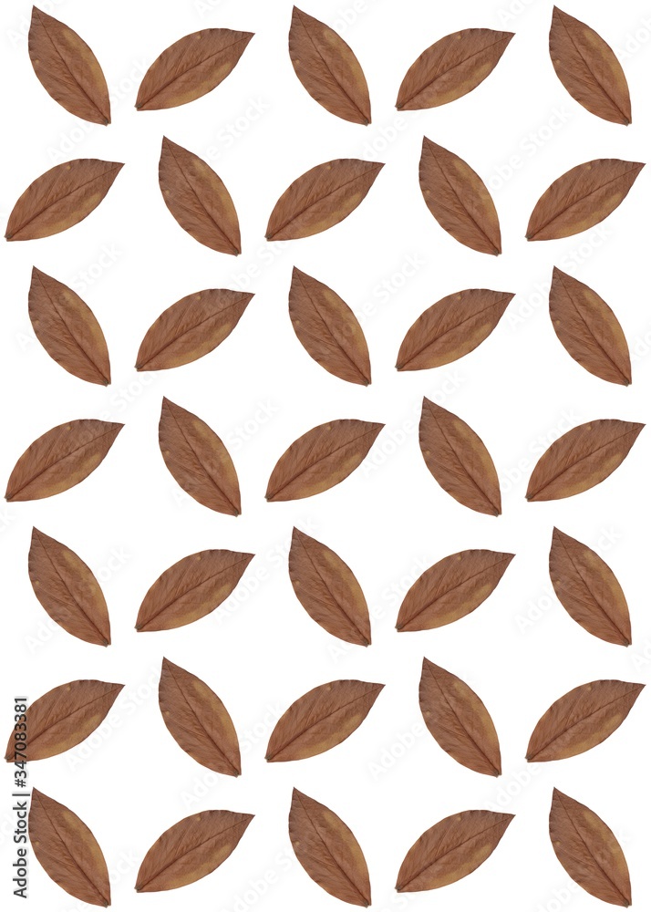 Leaves brown pattern texture background nature Leaves brown pattern texture background nature