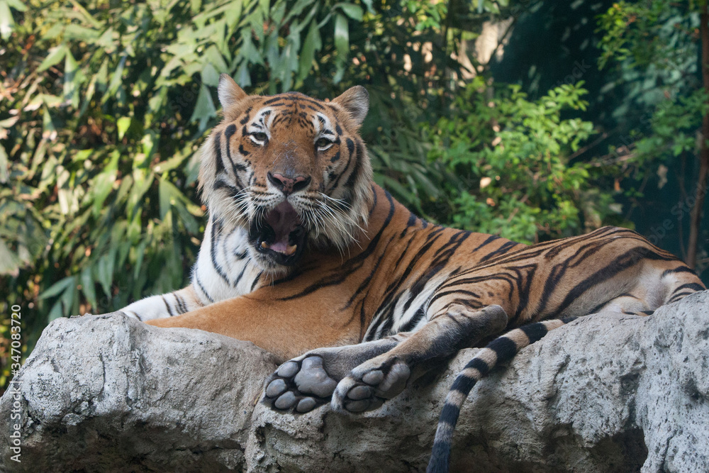 Obraz premium tiger in the wild