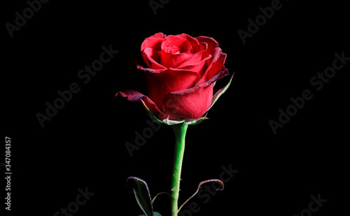 Rosa rossa su sfondo nero photo