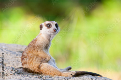 meerkat on guard © Benzine