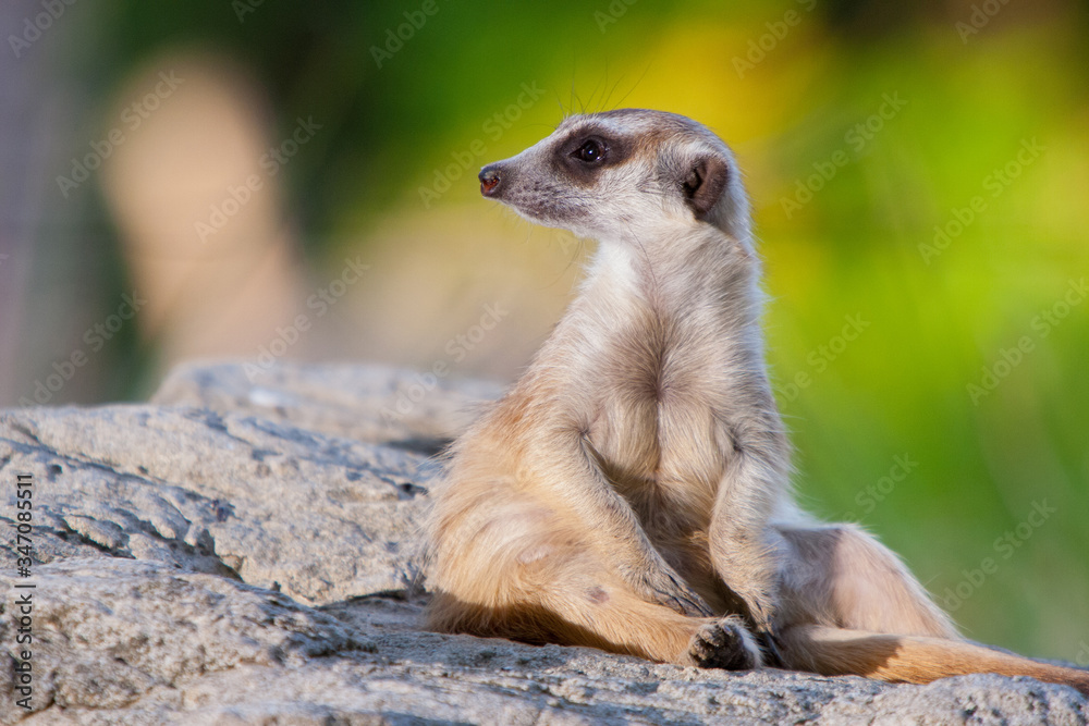 Fototapeta premium meerkat on guard