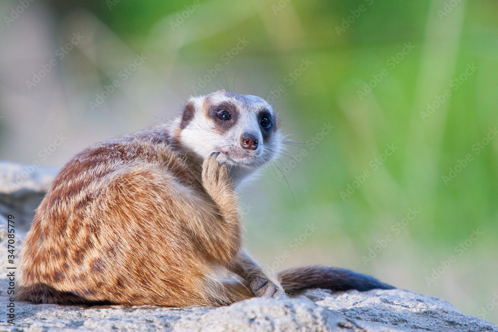 Obraz premium meerkat on guard