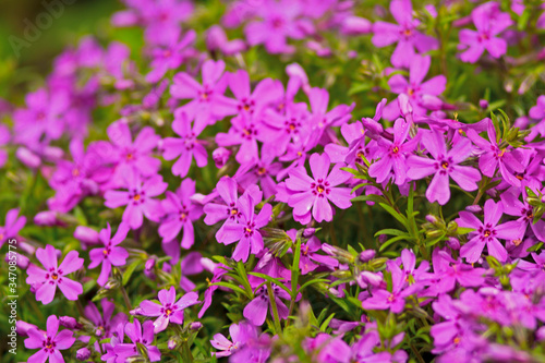 pink flowers in the flowerbed close-up