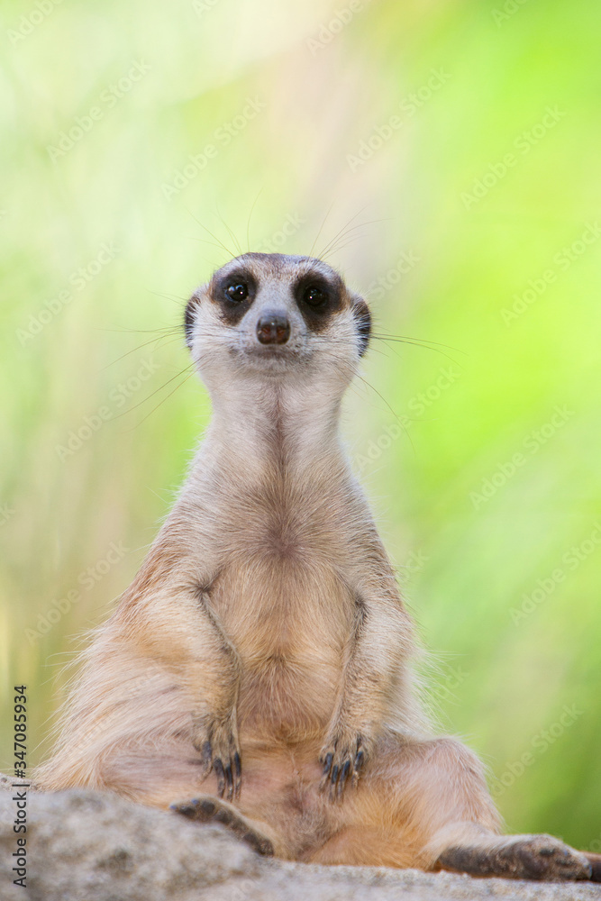meerkat on guard meerkat on guard