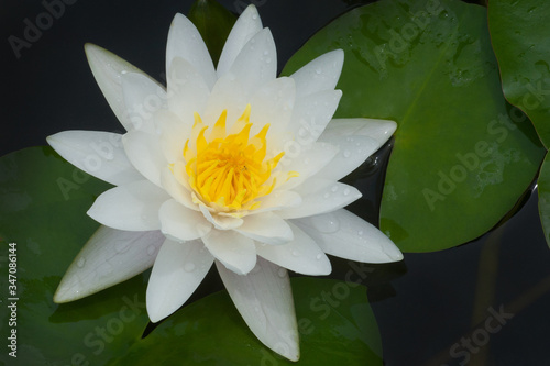 white water lily