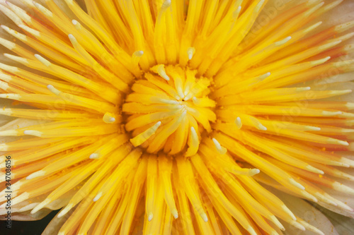 close up of yellow flower