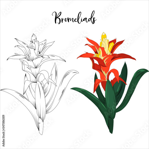 hand drawn bromeliads flower stalk in vector illustration