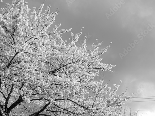 cherry blossom in black and white