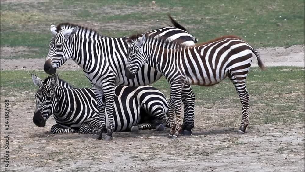 zebras in a wildlife park
