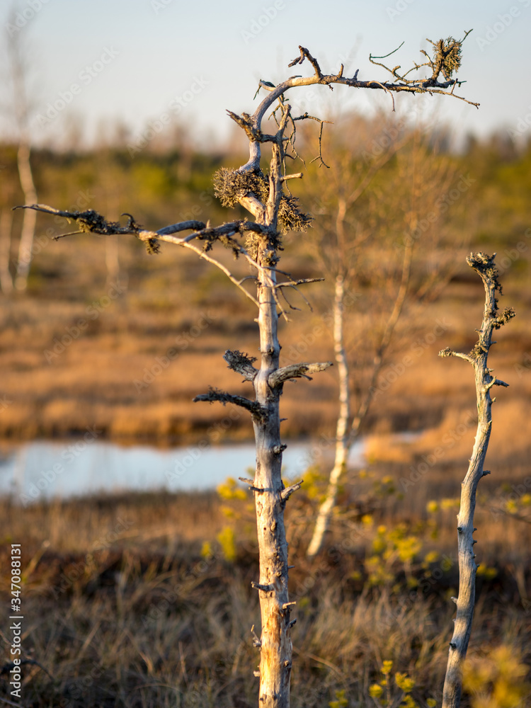 Obraz premium Sunset in the bog, bog pines resembling natural bonsai trees, typical bog landscape