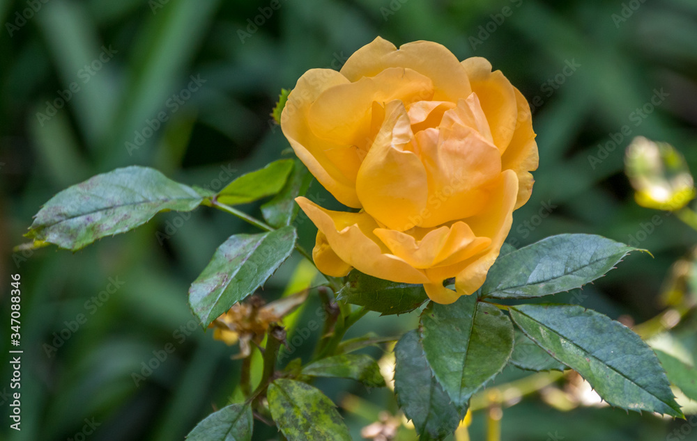 A tender yellow rose isolated against a green background A tender yellow rose isolated against a green background