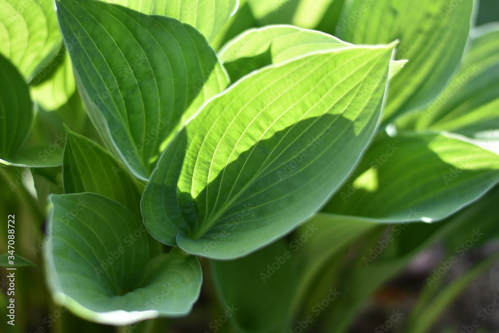 Funkie (Hosta) Funkie (Hosta)