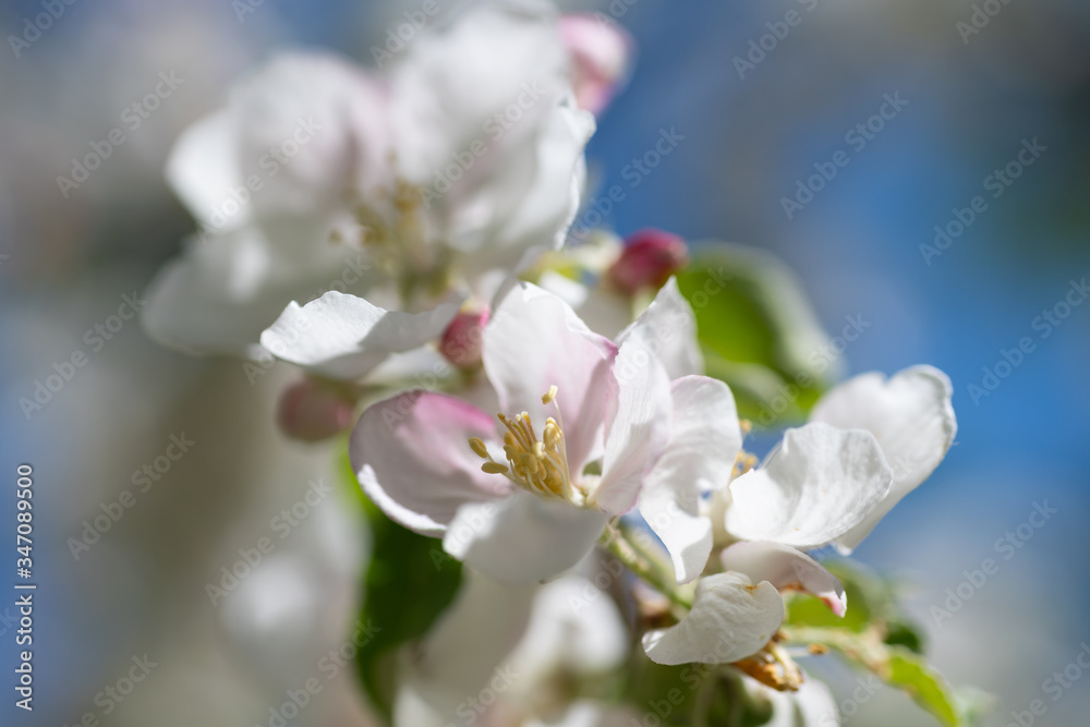 Detail of a blooming apple tree