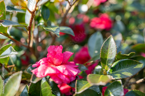 山茶花