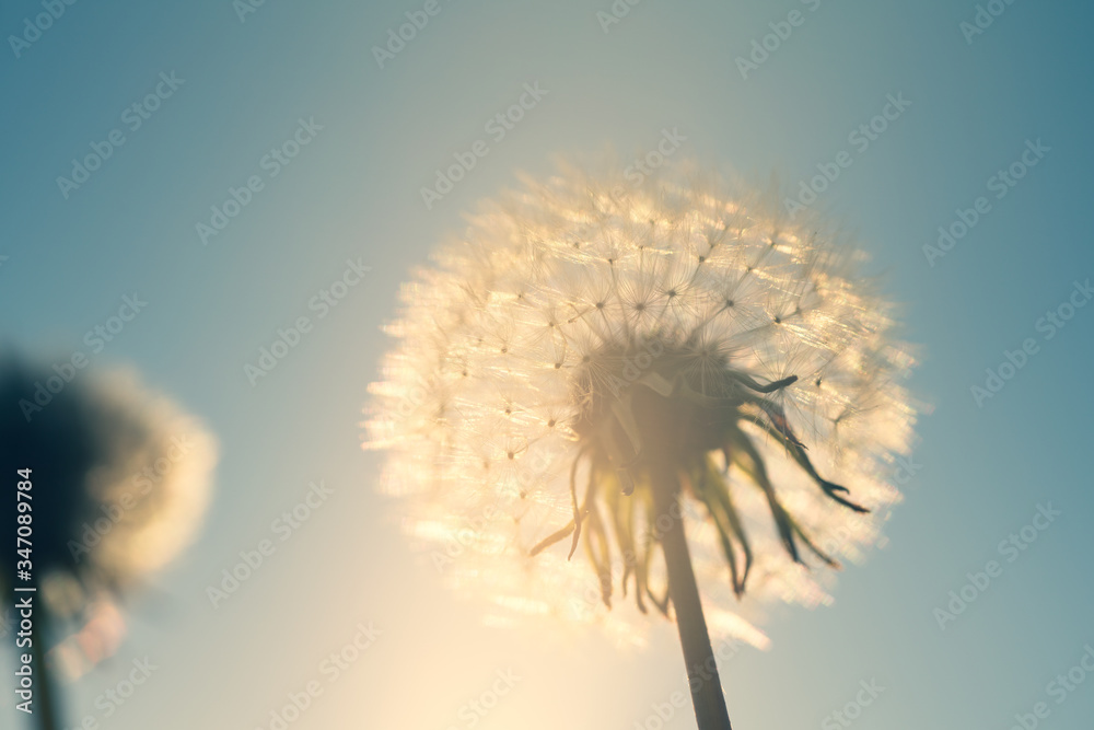 Blowball in the backlight