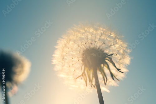 Blowball in the backlight