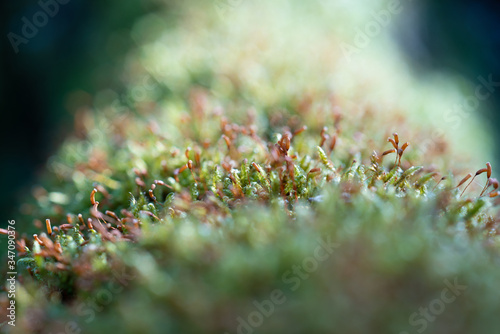 Details of moss in the forest