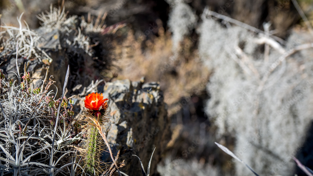 Cactus flower in bone dry environment during the drought Cactus flower in bone dry environment during the drought