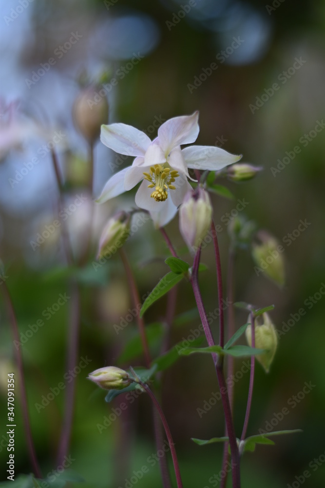 Fototapeta premium Blühende Akelei (Aquilegia)