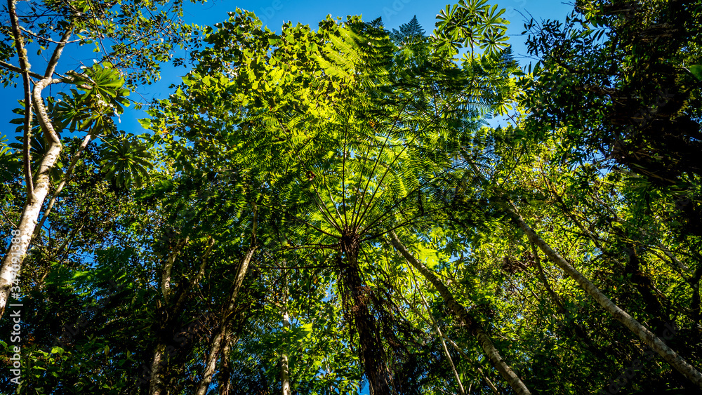 Huge fern in the rainforest covers the sun Huge fern in the rainforest covers the sun