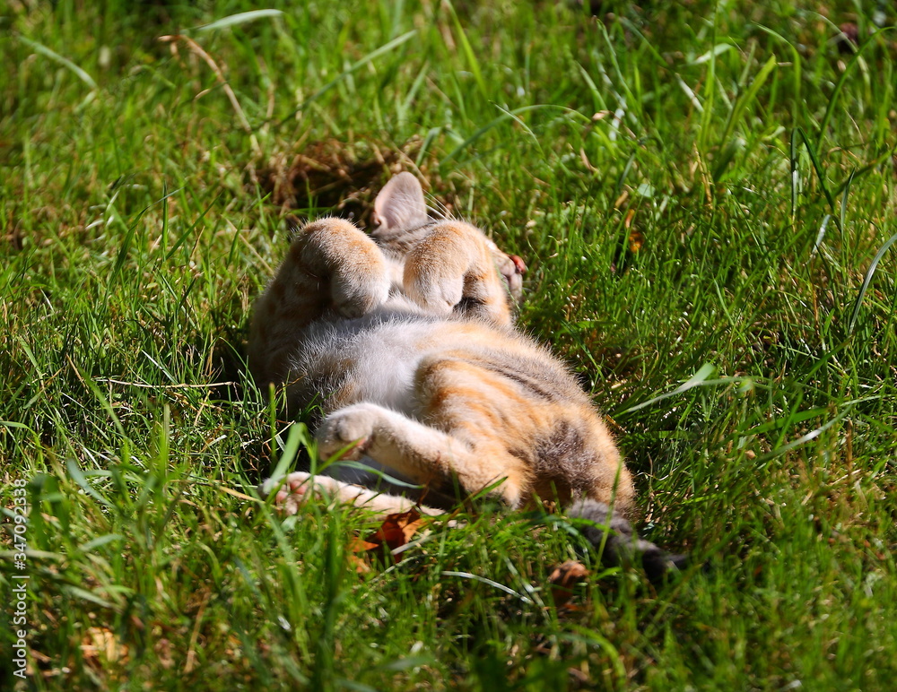 Basking in the sun, a gray-red cat lies in the green grass with its belly up Basking in the sun, a gray-red cat lies in the green grass with its belly up