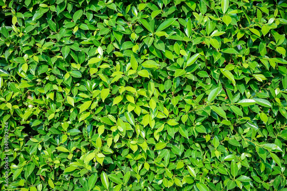green leaves background