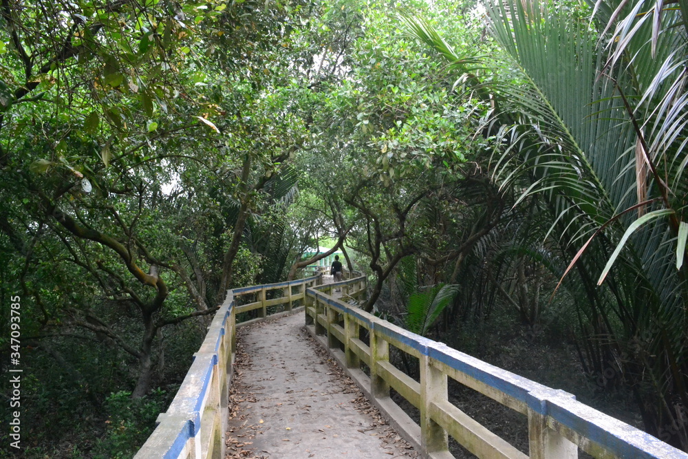 Obraz premium bridge in the forest