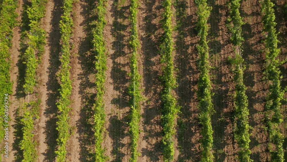 Aerial drone view of the vineyards field near Beli Manastir in Slavonia, Croatia Aerial drone view of the vineyards field near Beli Manastir in Slavonia, Croatia