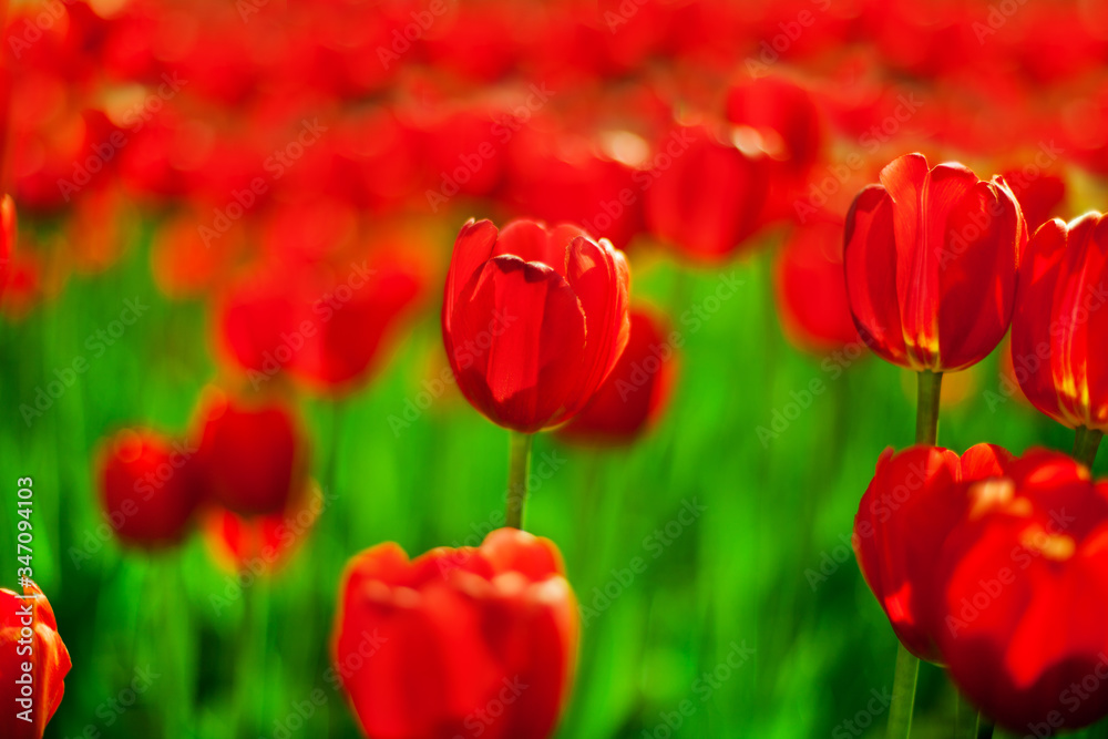 A lot of red tulips flowers blossom blurred bokeh background close up, blooming pink tulips on green field soft focus macro, spring meadow, beautiful summer nature, floral pattern, colorful wallpaper A lot of red tulips flowers blossom blurred bokeh background close up, blooming pink tulips on green field soft focus macro, spring meadow, beautiful summer nature, floral pattern, colorful wallpaper