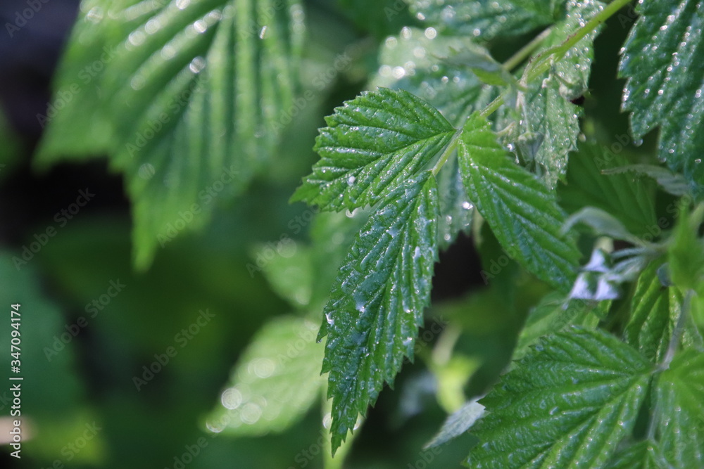 Rosée sur feuilles de ronces Rosée sur feuilles de ronces