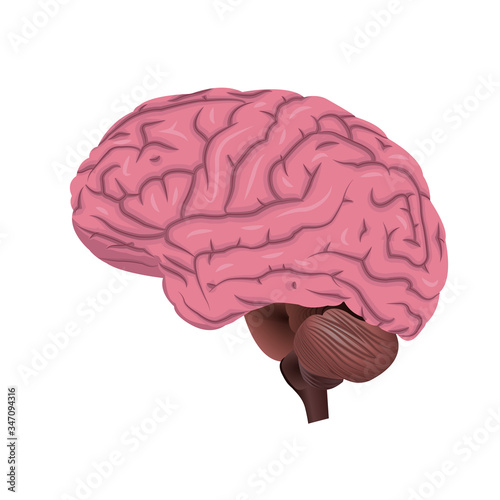 Brain, human organ isolated on white background