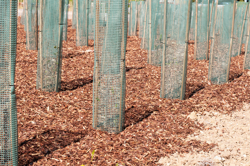 rows of tree seedlings on bark mulch