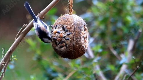 bird long tailed tits eats fat bird seed in winter
 photo