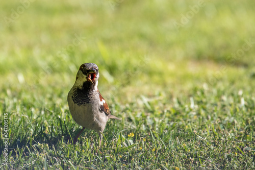 Haussperling, Spatz