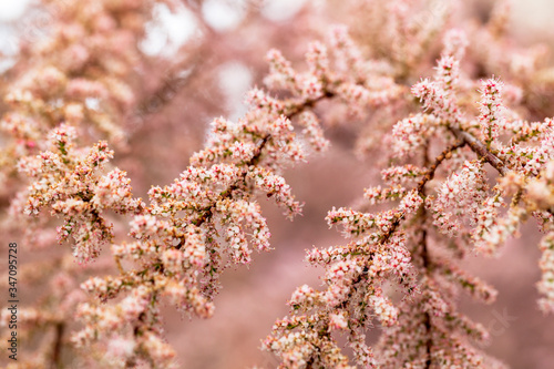 pink flowers on bush cherry branches