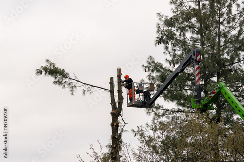 Worker with chainsaw pruning trees, a man at high altitude on lift with articulated hydraulic arm and cage cuts the branches of a large tree, maintenance of trees in the city